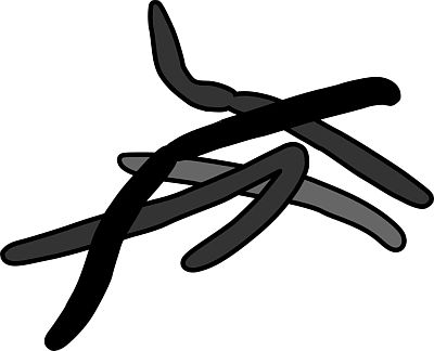 Fusobacterium nucleatum