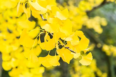 Ginkgo biloba