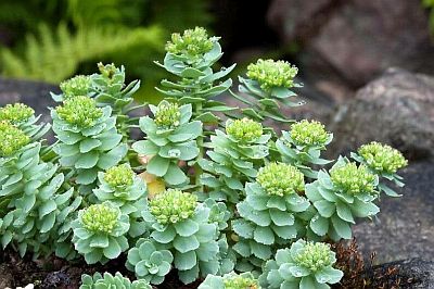 Rhodiola imbricata