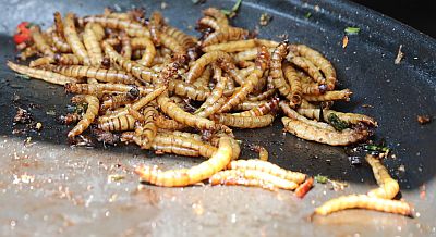 Tenebrio molitor lárva