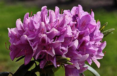 Rhododendron